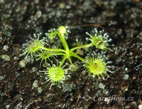 Drosera glanduligera